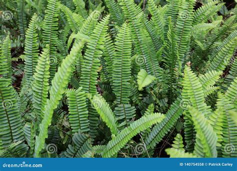 Types Of Ferns In Florida