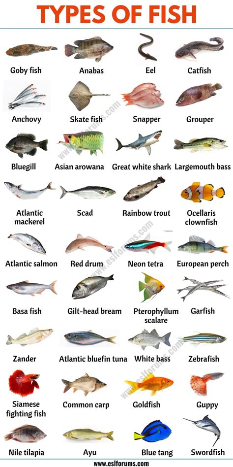 Types Of Fish Free Pdf Download Learn Bright Fish Lesson Plans For Kindergarten - Fish Lesson Plans For Kindergarten