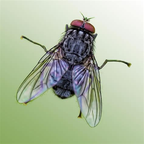 Types Of Flies