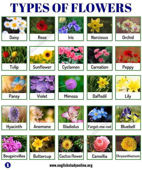 Types Of Flowers