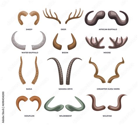 Types Of Horns