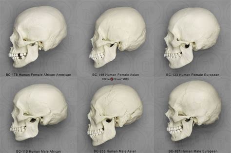 Types Of Human Skull Shapes Sciencing Skull Science - Skull Science