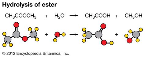 types of hydrolysis