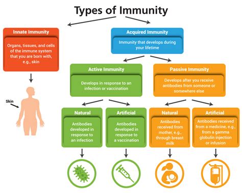 Types Of Immunity Pdf