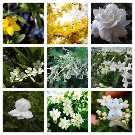 Types Of Jasmine