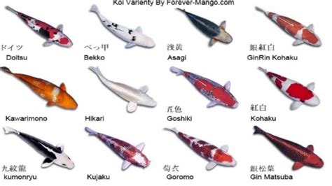 Types Of Koi