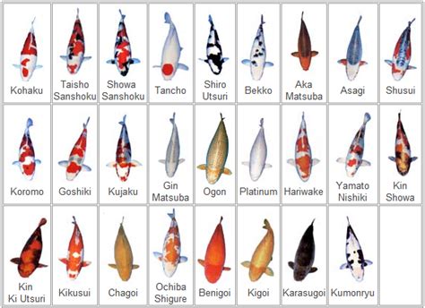 Types Of Koi Fish