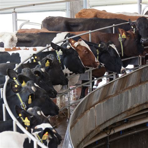 Types Of Milking