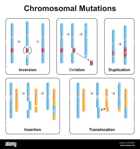 Types Of Mutation