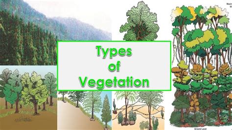 Types Of Natural Vegetation