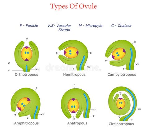 Types Of Ovule