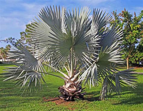 Types Of Palms