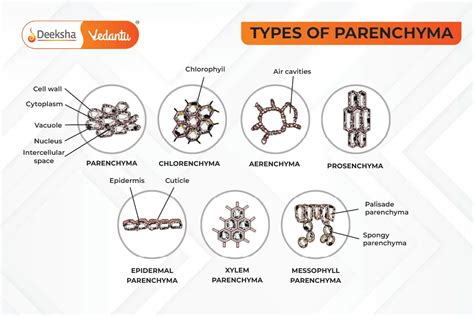 Types Of Parenchyma