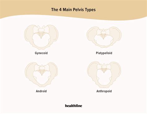 Types Of Pelvis