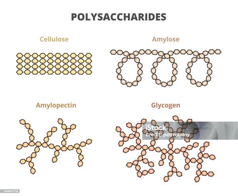 Types Of Plysacharides