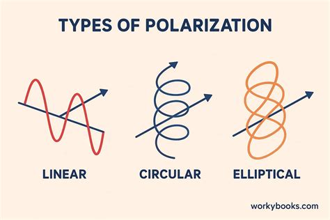 Types Of Polarization