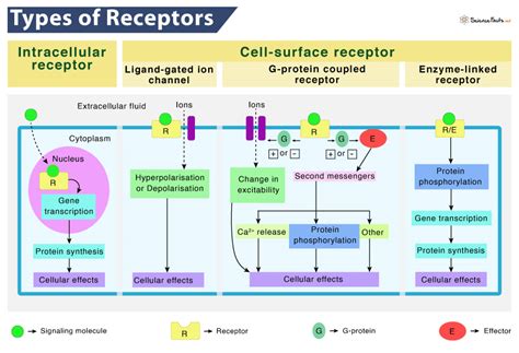 Types Of Receptors