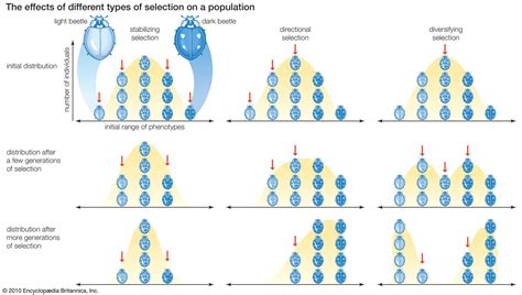Types Of Selection Evolution