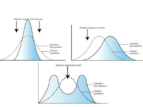 Types Of Selective Pressure