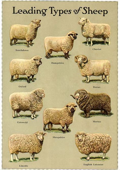 Types Of Sheep