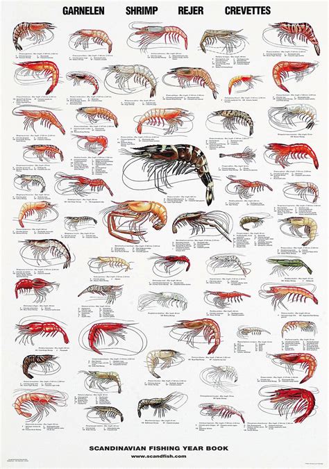 Types Of Shrimp