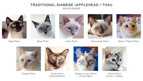 Types Of Siamese Cats