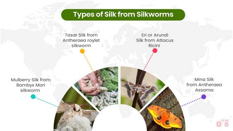 Types Of Silkworm