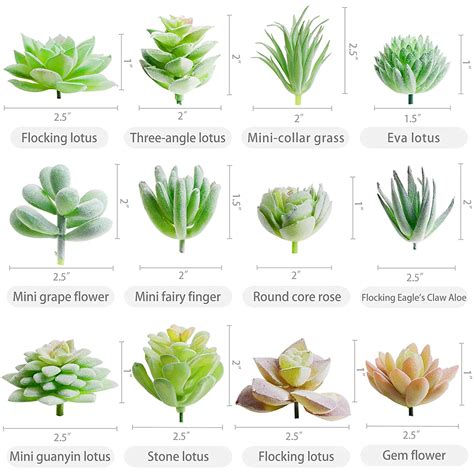 Types Of Succulents