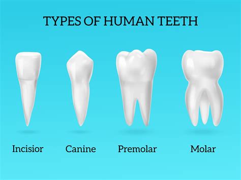 Types Of Teeth Types Of Teeth In Humans Teeth Science - Teeth Science