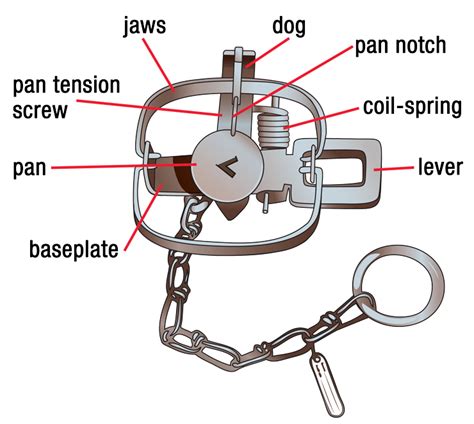 Types Of Traps