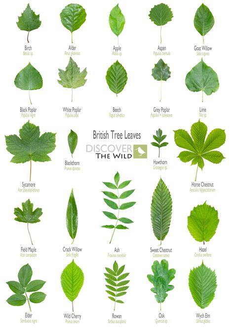 Types Of Tree Leaves With Pictures For Easy Pictures Of Different Types Of Leaves - Pictures Of Different Types Of Leaves