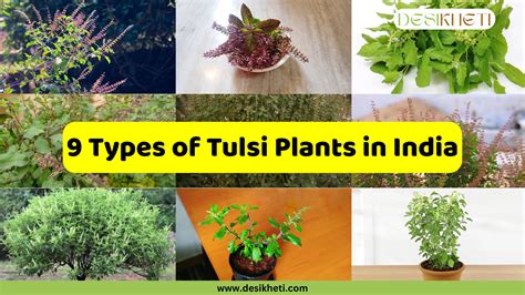 Types Of Tulsi