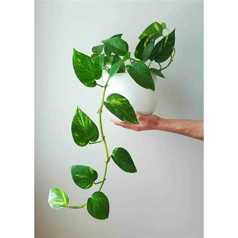 types of vine plants indoor