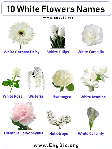 Types Of White Flowers Names