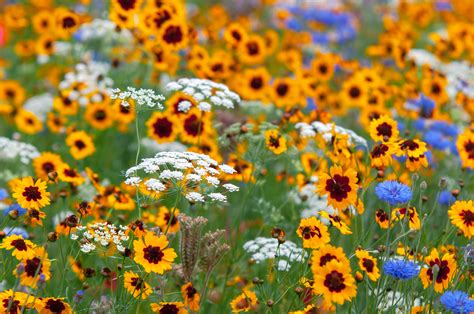 Types Of Wildflowers