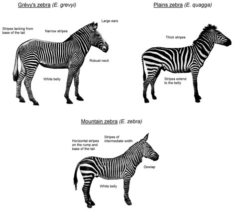 Types Of Zebras
