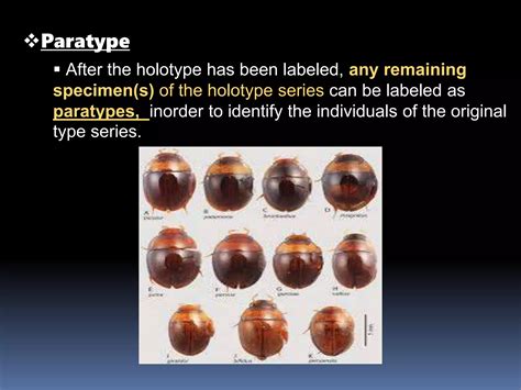 Typification In Taxonomy