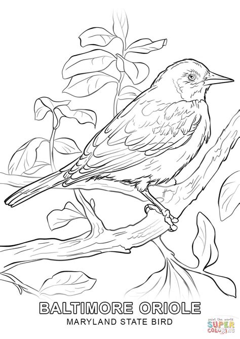 U S State Bird Coloring Pages Education Com Florida State Bird Coloring Page - Florida State Bird Coloring Page
