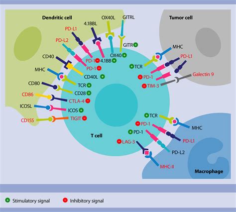 U0027double Lifeu0027 Of Key Immune Protein Reveals New Science Keys - Science Keys