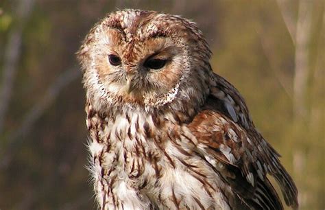 uggla fakta för barn