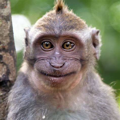 Ugly Monkey Face