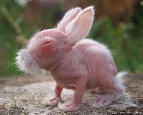 ugly rabbit