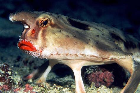 Ugly Sea Creatures