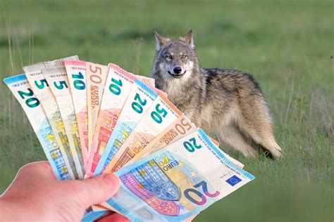 uitdrukking geldwolf