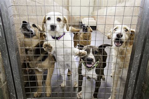 Ukraine X27 S Largest Dog Shelter Overwhelmed Suffering Animals With Their Shelters - Animals With Their Shelters