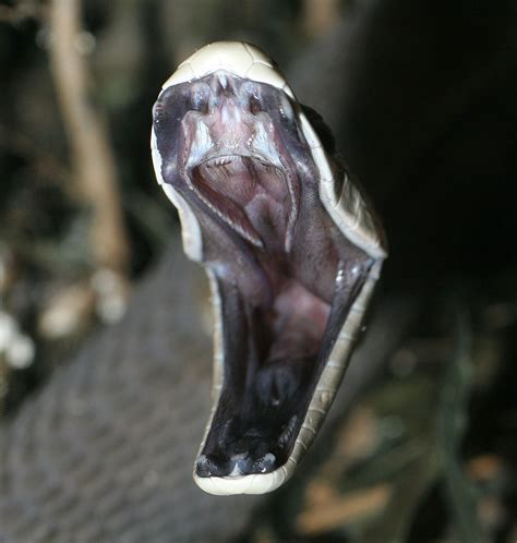 ular black mamba