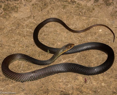 ular hitam perut putih