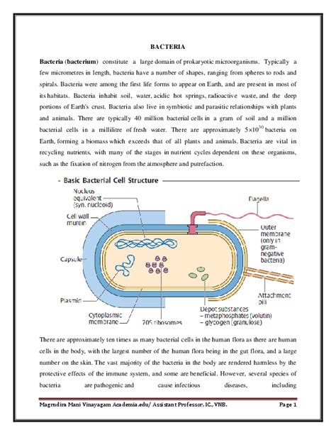 Ultra Structure Of Bacteria