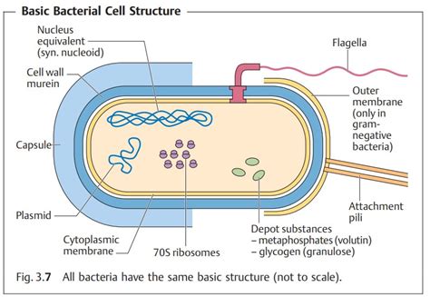 Ultrastructure Of Bacteria