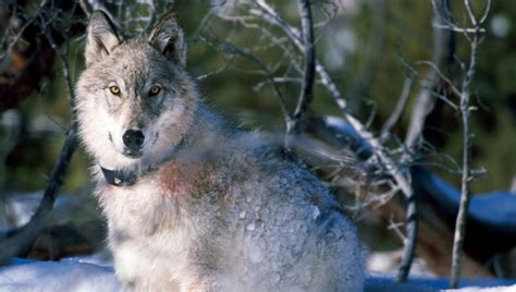 ulv utrydningstruet